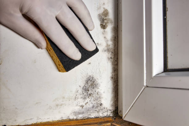 Best Black Mold Removal  in Raynham Center, MA