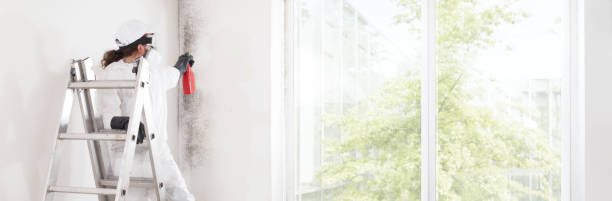 Best Mold Documentation for Insurance Claims  in Raynham Center, MA